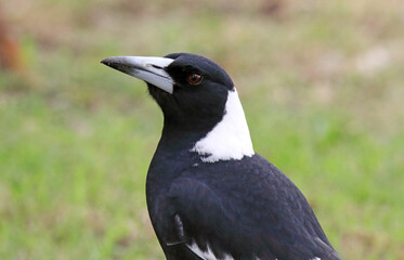 Fototapeta premium Close up portrait of an Australian magpie bird sitting on the grass