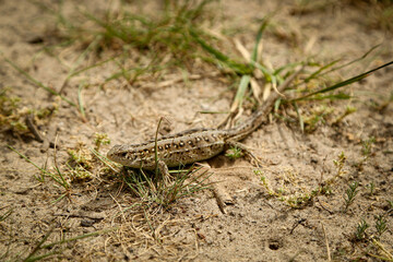An inconspicuous lizard basks in the sand