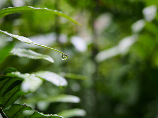 Water drops on green leave, Rainy season.