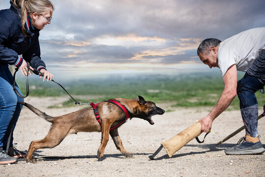 training of belgian shepherd