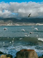 seagulls on the beach
