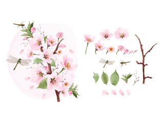 set watercolor elements cherry blossom and dragonfly