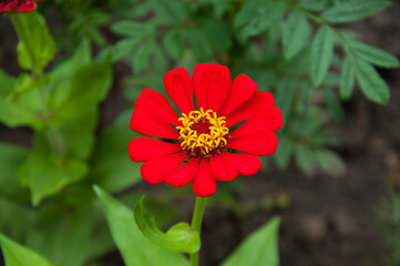 red dahlia flower in the garden. fragrant zinnia flower close up on a green background. the concept of growing bright summer flowers