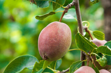 red pears on a branch in the garden. sweet fruits on the tree. the concept of making pear jam.
