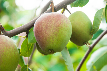 red pears on a branch in the garden. sweet fruits on the tree. the concept of making pear jam.