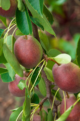 red pears on a branch in the garden. sweet fruits on the tree. the concept of making pear jam.