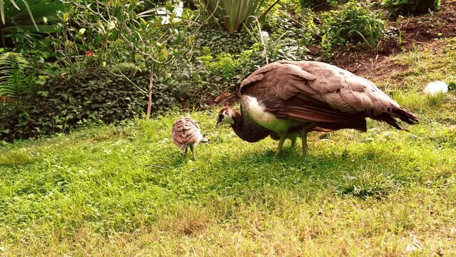Mother peafowl with babies feeding in zoo. Pavo cristatus. Peacock family
