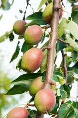 red pears on a branch in the garden. sweet fruits on the tree. the concept of making pear jam.
