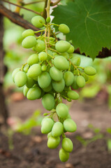 Grono of green grapes in the vineyard. the concept of growing grapes. wine making illustration. big grapes in the garden