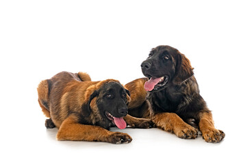 Obraz premium puppies Leonberger in studio
