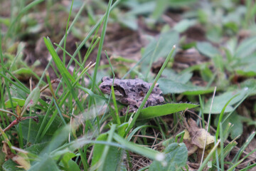 frog in the grass