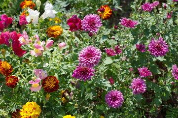 Blooming summer flower bed in the garden