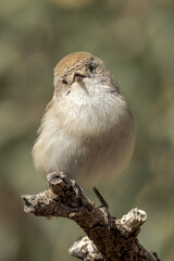 Chestnut-rumped Thornbill in Northern Territory Australia