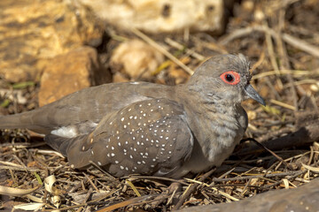 Diamond Dove in Northern Territory Australia
