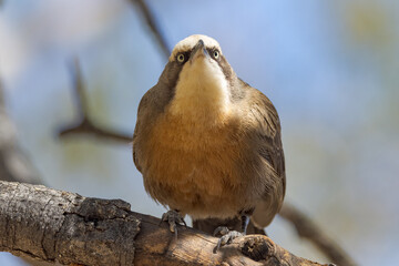 Grey-crowned Babbler in Northern Territory Australia