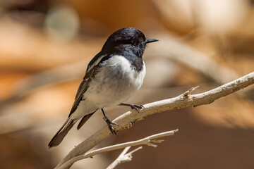 Hooded Robin in Northern Territory Australia