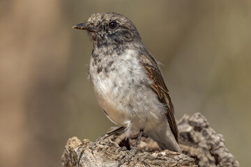 Hooded Robin in Northern Territory Australia