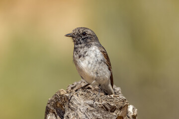 Hooded Robin in Northern Territory Australia