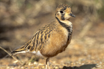 Inland Dotterel in Northern Territory Australia