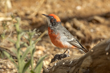 Crimson Chat Honeyeater in Northern Territory Australia