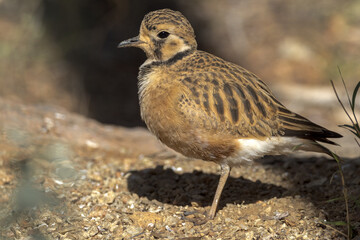 Inland Dotterel in Northern Territory Australia