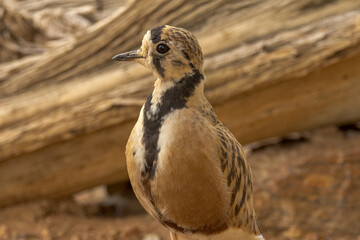 Inland Dotterel in Northern Territory Australia