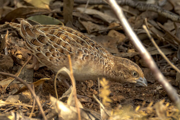 Little Buttonquail in Northern Territory Australia