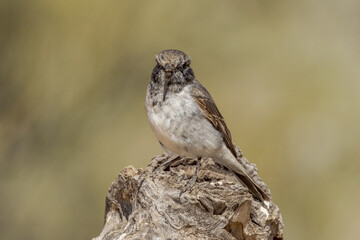 Hooded Robin in Northern Territory Australia