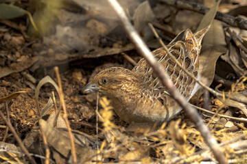 Little Buttonquail in Northern Territory Australia