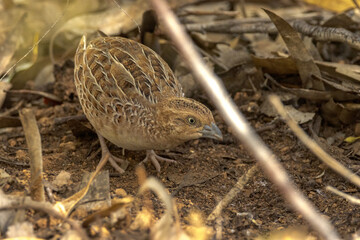 Little Buttonquail in Northern Territory Australia