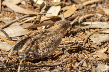 Little Buttonquail in Northern Territory Australia