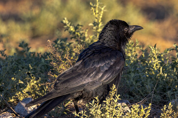 Little Crow in Northern Territory Australia
