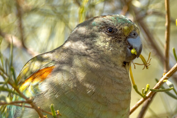 Mulga Parrot in Northern Territory Australia