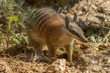 Endemic Numbat in Northern Territory Australia