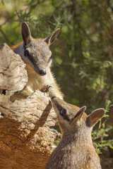 Endemic Numbat in Northern Territory Australia