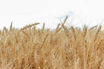 Close up of wheat ears, field of wheat in a summer day