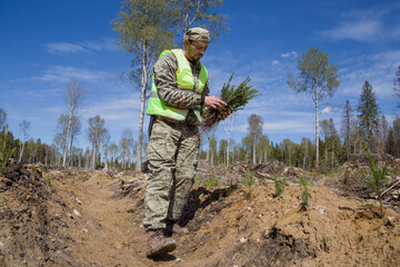 A forest worker is planting tree seedlings on the site of a felled forest.