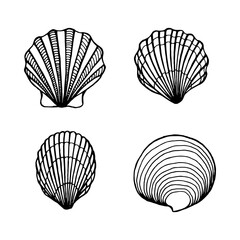 Seashells set. Marine background. Hand drawn vector illustration isolated on white background.
