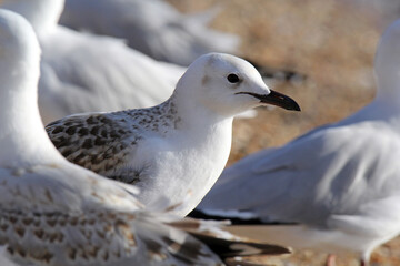 Silver gull seagull bird sitting among a flock of other gulls on a sandy beach