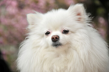 white pomeranian dog
