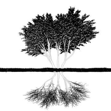 tree root system, cg illustration, sketch, outline