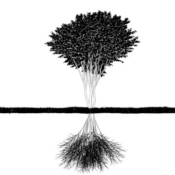 tree root system, cg illustration, sketch, outline