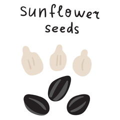 Fototapeta premium Sunflower seeds. Vector hand drawn illustration on white background.