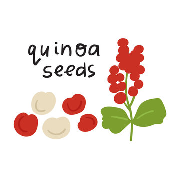 Quinoa seeds. Flat vector illustration on white background.