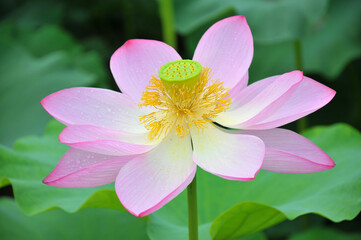 Blossoming lotus flowers
