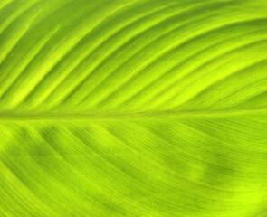 Close-up green leaf texture. Horizontal or vertical background with tropical leaf
