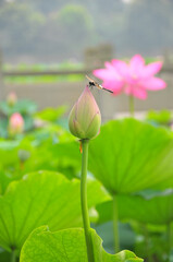 Blossoming lotus flowers