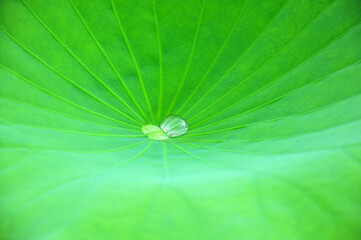 close up of green lotus leaf