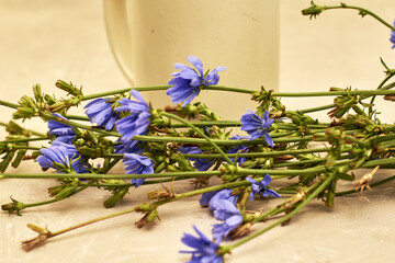 chicory powder in a coffee mug next to chicory flowers