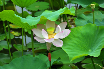 Blossoming lotus flowers